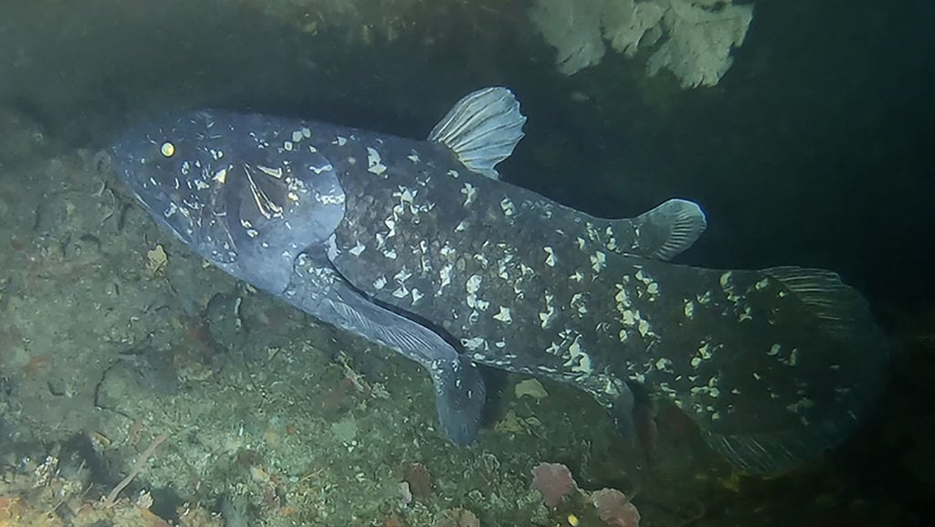 Ikan Coelacanth