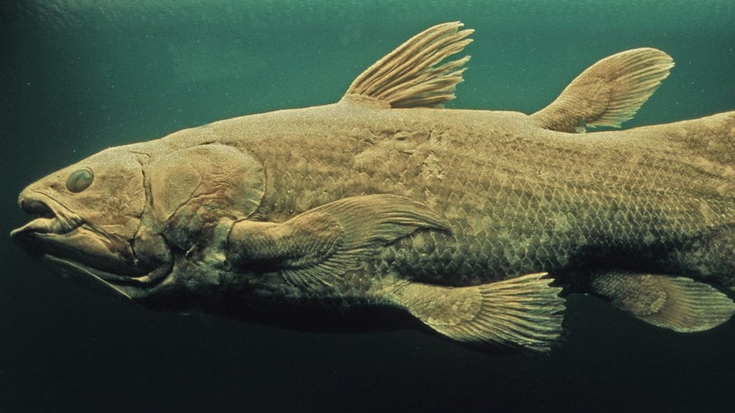 Ikan Coelacanth