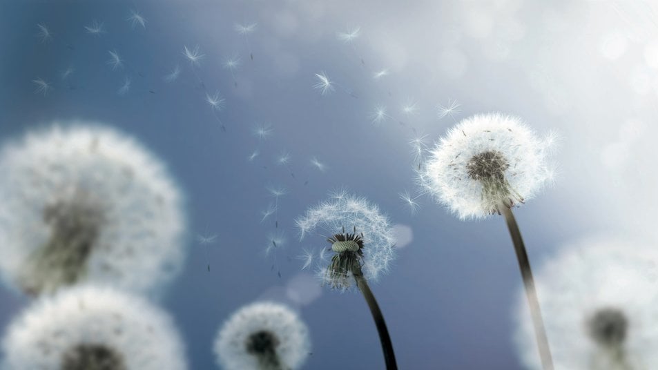 Dandelion