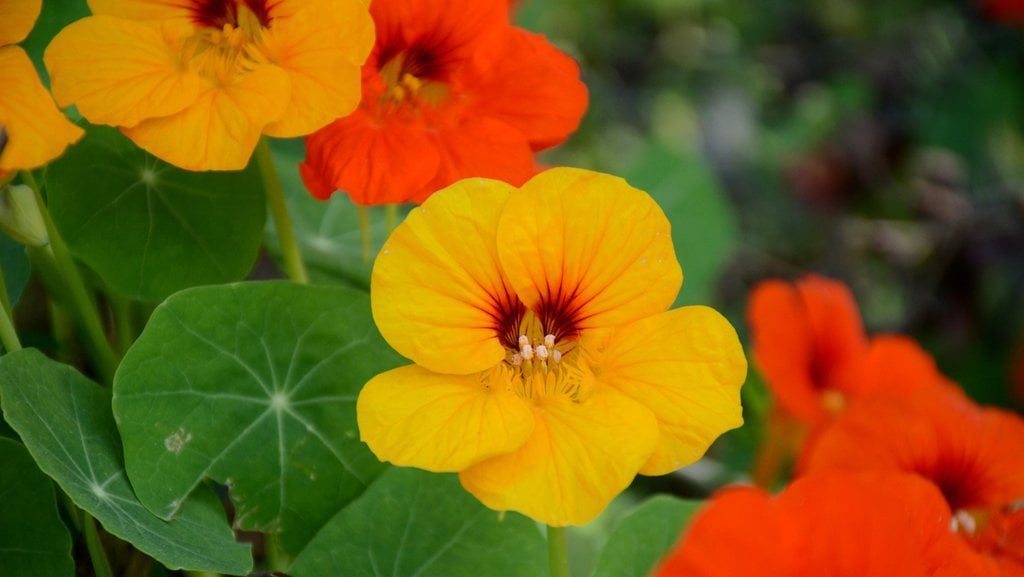 Nasturtium