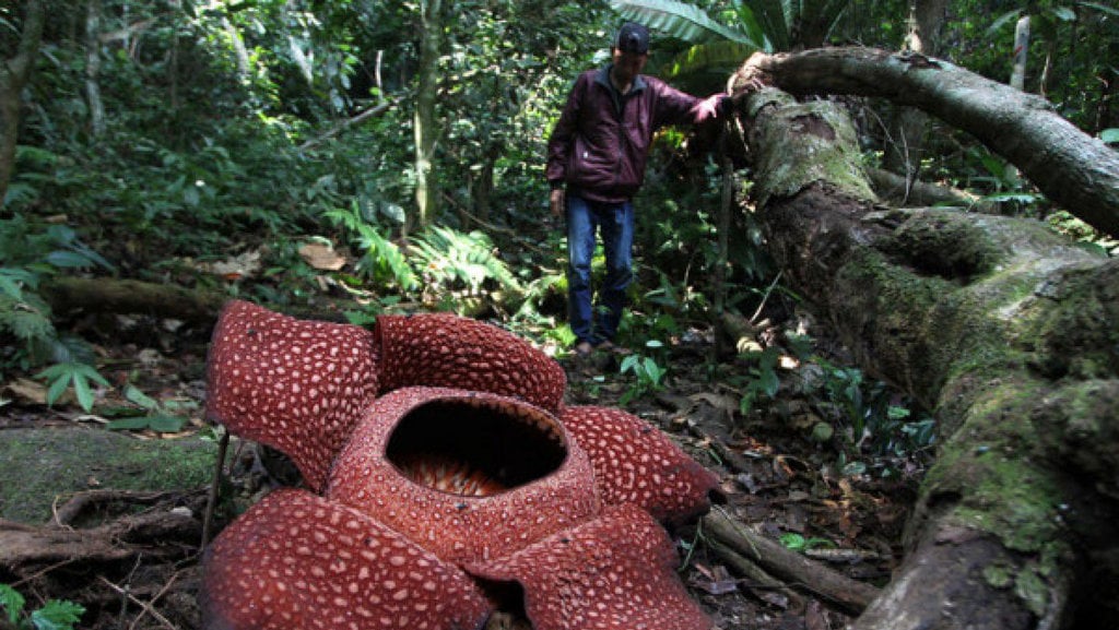 Hutan Lindung Taba Penanjung