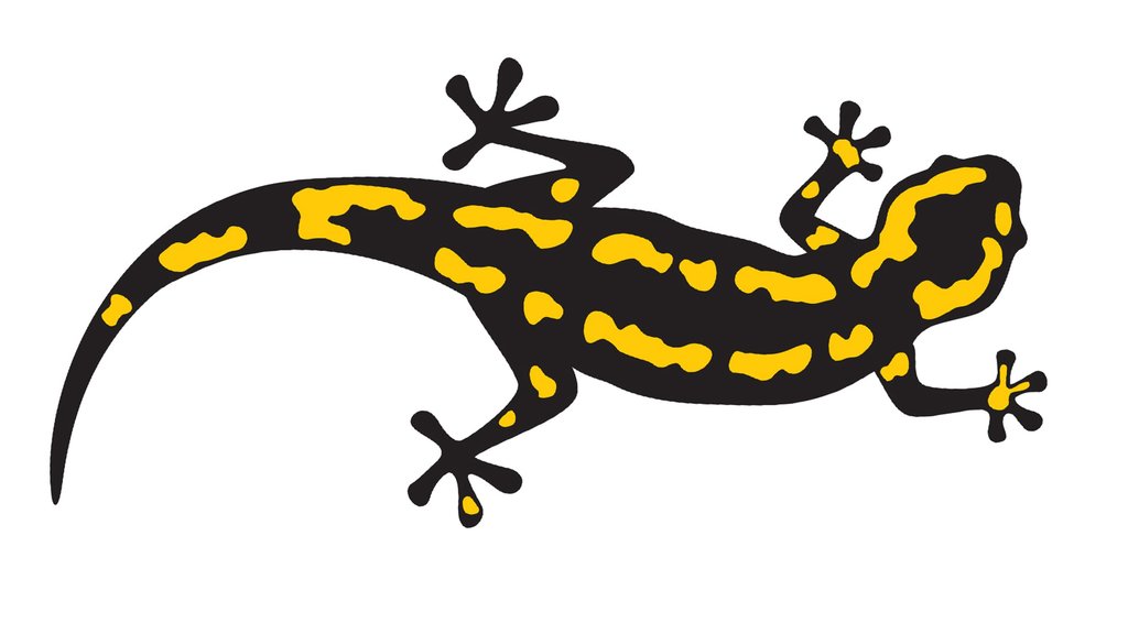 Ilustrasi salamander tutul