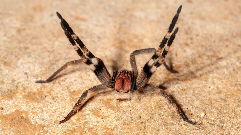 brazilian wandering spider