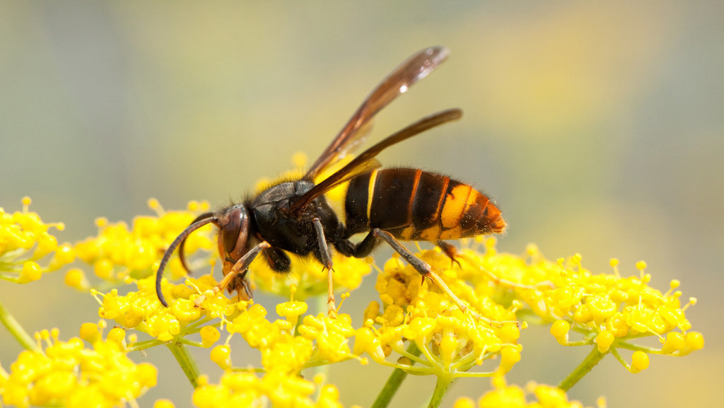 Tawon vespa velutina