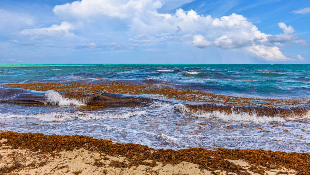 Laut Sargasso