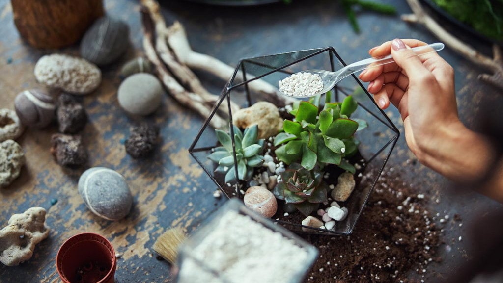 Terrarium