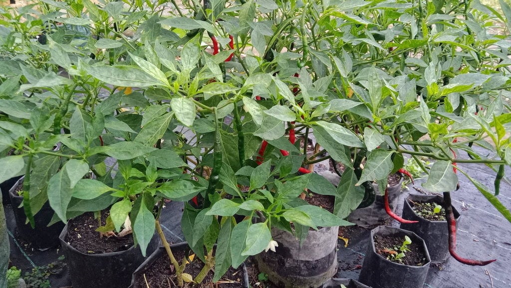 Menanam Cabe Di Polybag