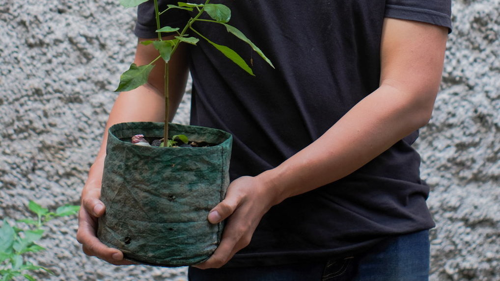 Menanam Cabe Di Polybag