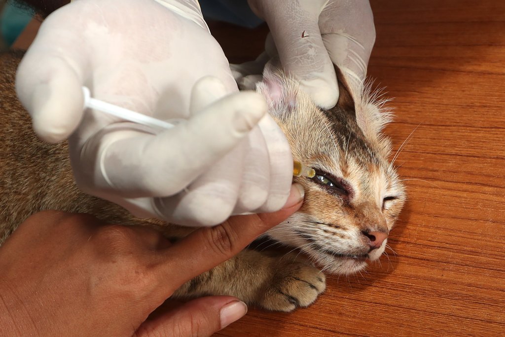 Petugas kesehatan Klinik Hewan Keliling Dinas Peternakan Aceh mengobati mata seekor kucing peliharaan warga di Banda Aceh, Aceh, Jumat (11/4/2025). ANTARA FOTO/Irwansyah Putra/tom. Pelayanan klinik hewan keliling