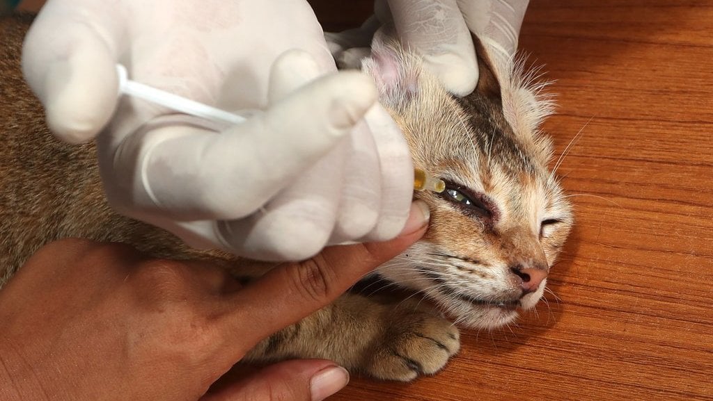 Pelayanan klinik hewan keliling