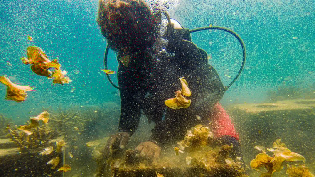 Upaya pelestarian terumbu karang di Pulau Tidung