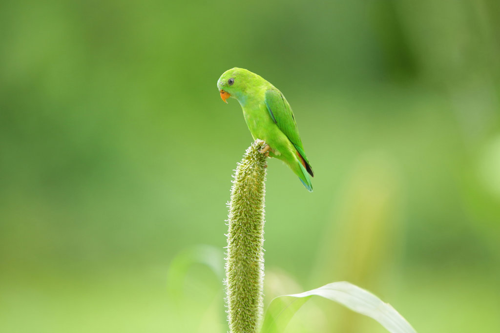 Ilustrasi - Burung Perkici Buru (Charmosyna toxopei) burung endemik yang hanya terdapat di Pulau Buru, Maluku, Indonesia. FOTO/iStockphoto Burung Perkici Buru