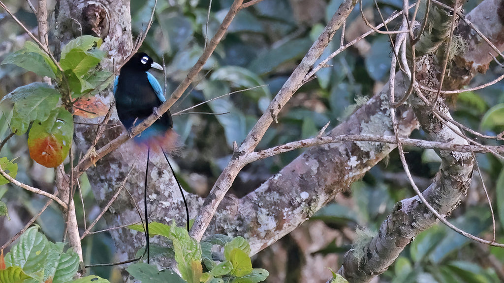 Burung Cendrawasih Biru (Paradisornis rudolphi). Burung Cendrawasih Biru