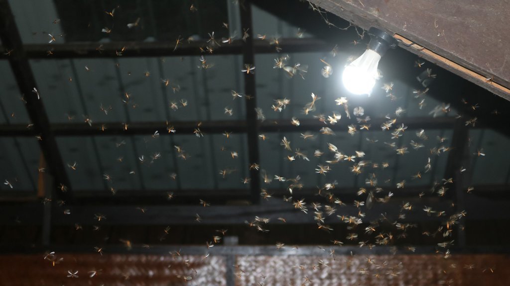 laron mengerubungi cahaya lampu. FOTO/iStockphoto laron mengerubungi cahaya lampu