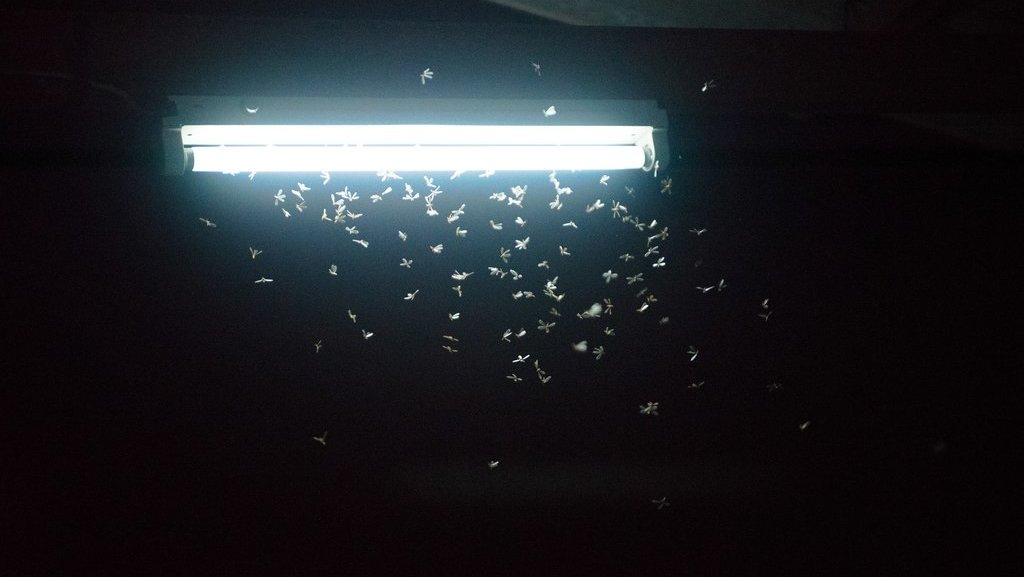 laron mengerubungi cahaya lampu. FOTO/iStockphoto laron mengerubungi cahaya lampu