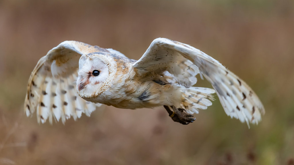 Burung hantu Serak jawa Tyto alba javanica. foto/istockphoto Burung hantu Serak jawa