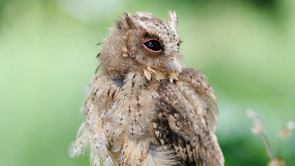 Burung hantu celepuk reban (otus lempiji). foto/istockphoto Burung hantu celepuk reban