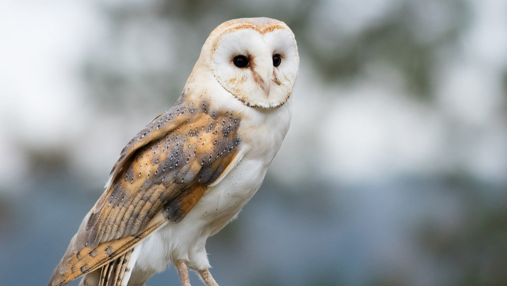 Barn owl (Tyto alba). foto/istockphoto Barn owl
