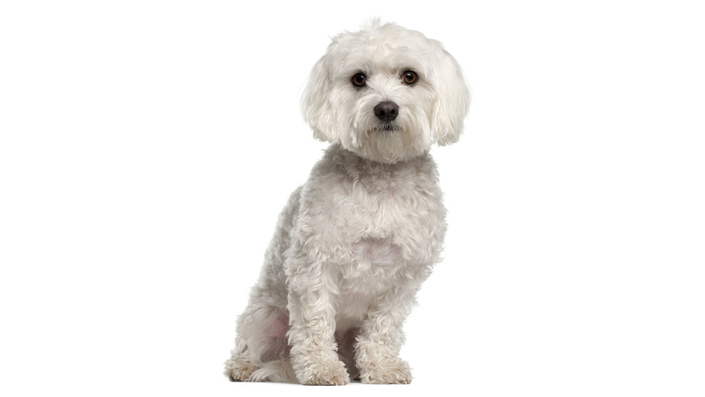 Anjing Maltese