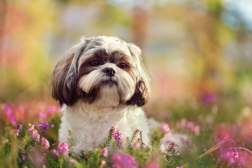  Ajing Shih Tzu