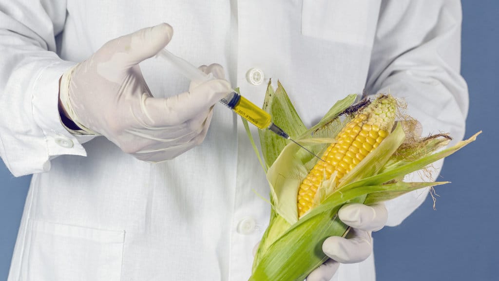 Ilustrasi bioteknologi, penelitian, tanaman transgenik. FOTO/iStockphoto Ilustrasi penelitian tanaman