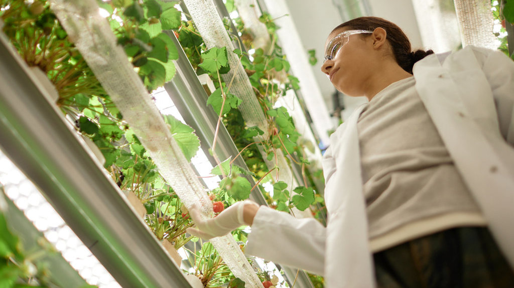 Ilustrasi bioteknologi, penelitian, tanaman transgenik. FOTO/iStockphoto Ilustrasi penelitian tanaman