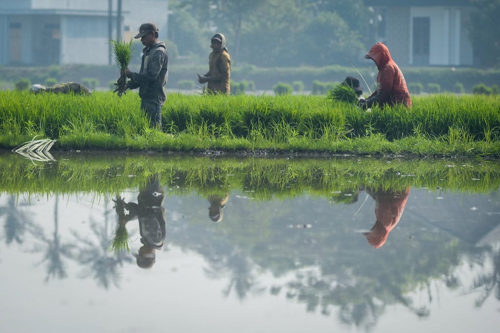 Realisasi tanam padi di Banten