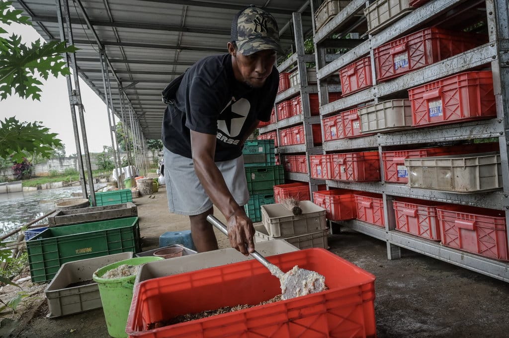 Mengelola sampah sisa MBG untuk keberlanjutan lingkungan