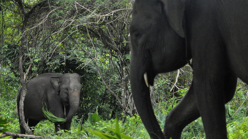 Jumlah gajah jinak di PKG Seblat Bengkulu