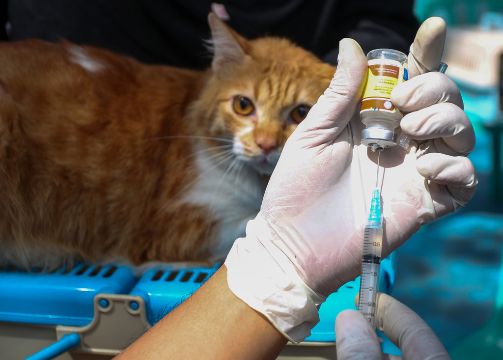 Dokter Hewan bersiap menyuntikkan vaksin kepada seekor kucing. ANTARA FOTO/Muhammad Iqbal/wpa. Vaksinasi rabies hewan peliharaan di Jakarta