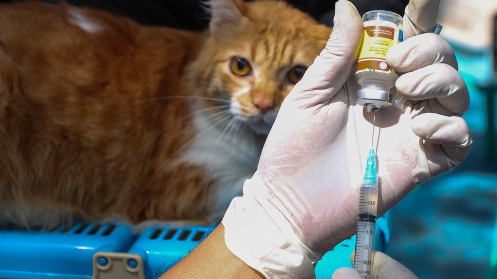 Vaksinasi rabies hewan peliharaan di Jakarta