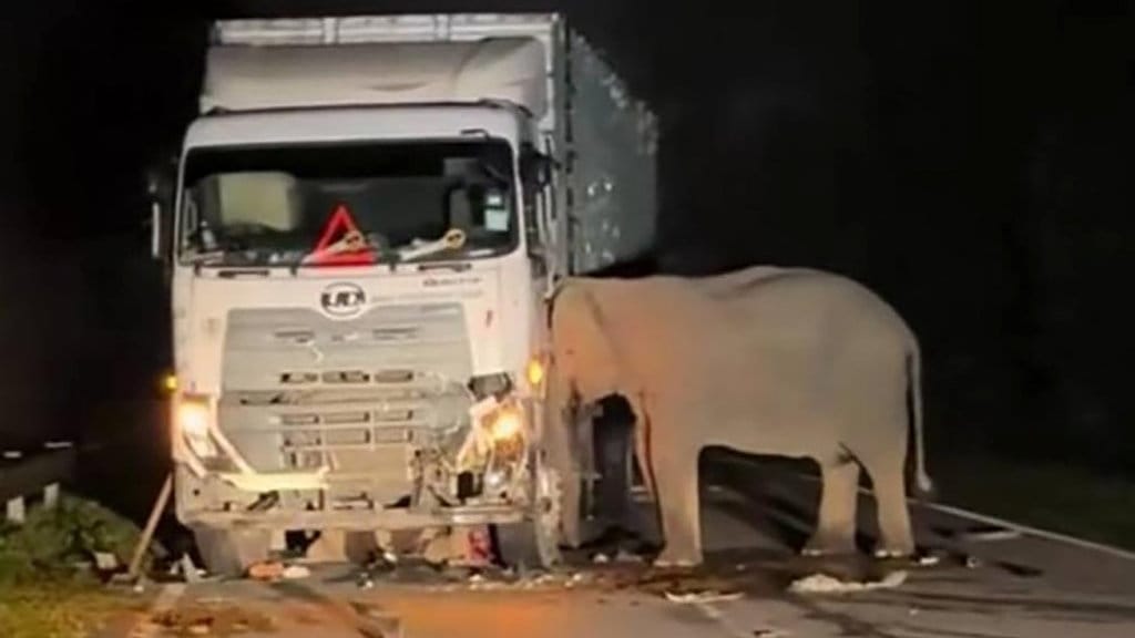 Anak Gajah Tertabrak Truk di Malaysia