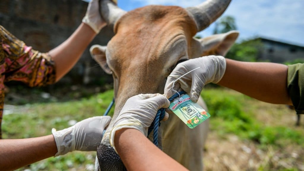 Pemeriksaan kesehatan hewan kurban di Bandung