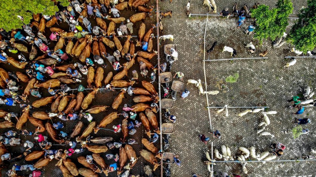 Foto udara kondisi Pasar Hewan Warujayeng jelang Idul Adha di Tanjunganom, Nganjuk, Jawa Timur, Selasa (20/5/2025). ANTARA FOTO/Muhammad Mada/foc. Proyeksi kebutuhan hewan kurban nasional 2025