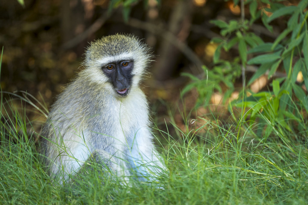 Vervet monkey. FOTO/iStockphoto Vervet monkey