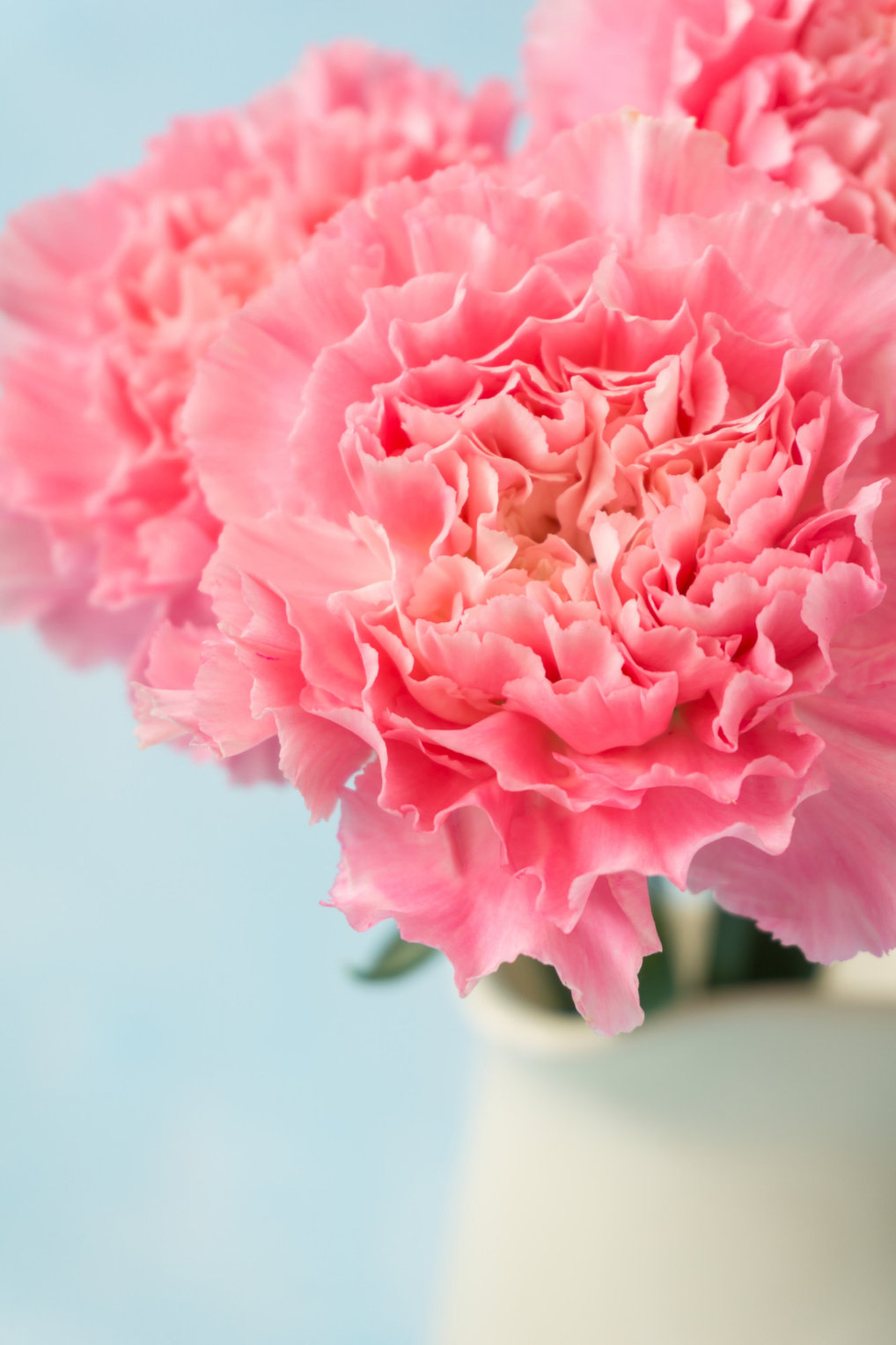 Buket Bunga Anyelir. FOTO/iStockphoto Buket Bunga Anyelir