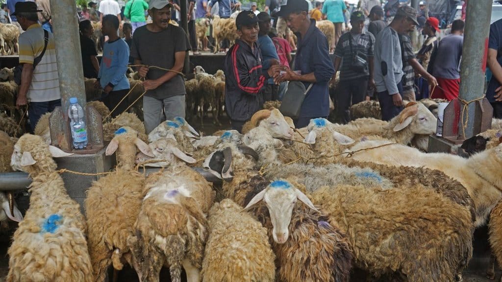 Jelang Idul Adha harga kambing turun