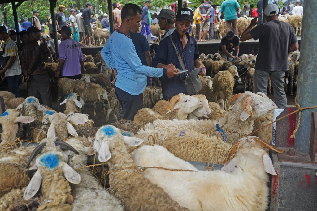 Jelang Idul Adha harga kambing turun