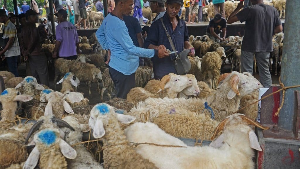 Jelang Idul Adha harga kambing turun