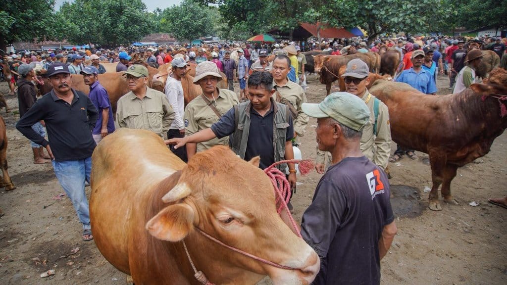 Upaya pencegahan PHMS jelang Idul Adha 