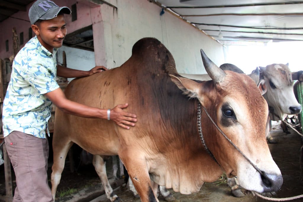 Daftar Harga Kambing dan Sapi Kurban 2026 di Jabodetabek