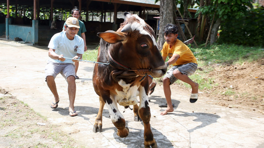 Ilustrasi penyembelihan hewan kurban. ANTARA FOTO/Muhammad Iqbal/YU Permintaan dan daya beli hewan kurban di Tangsel naik