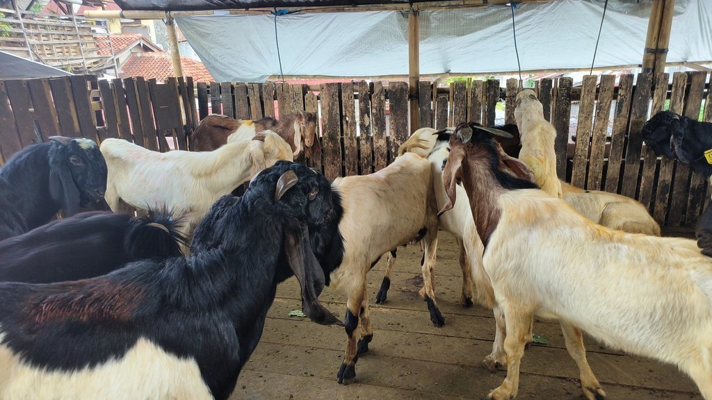 Hewan Kurban di Kota Denpasar