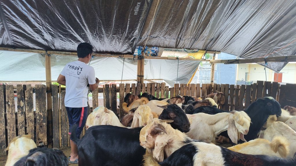 Hewan Kurban di Kota Denpasar