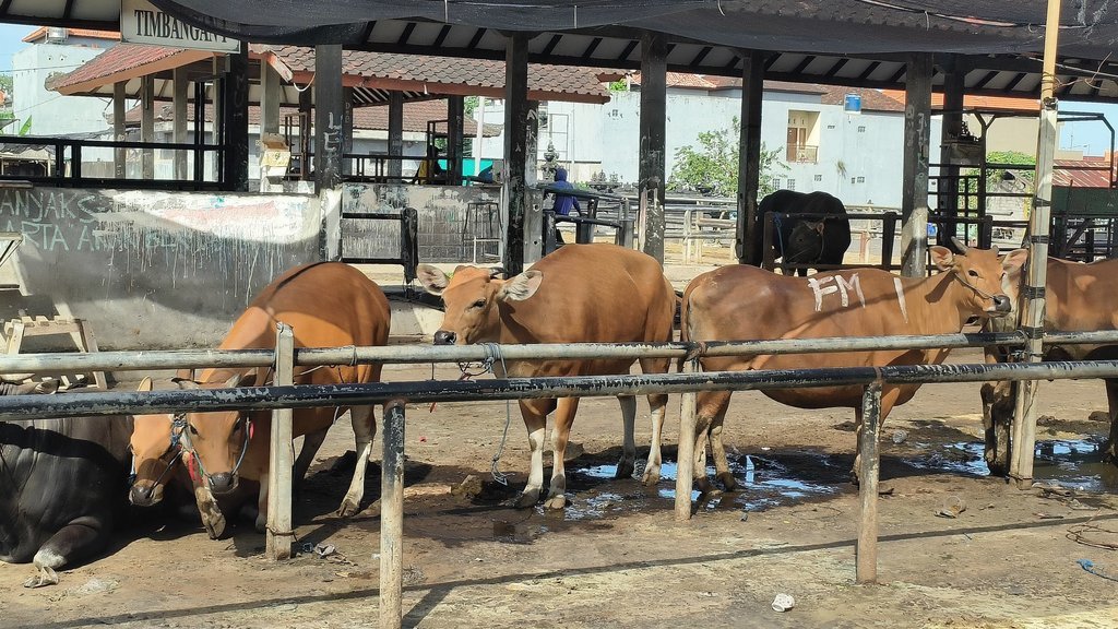 Hewan Kurban di Pasar Beringkit