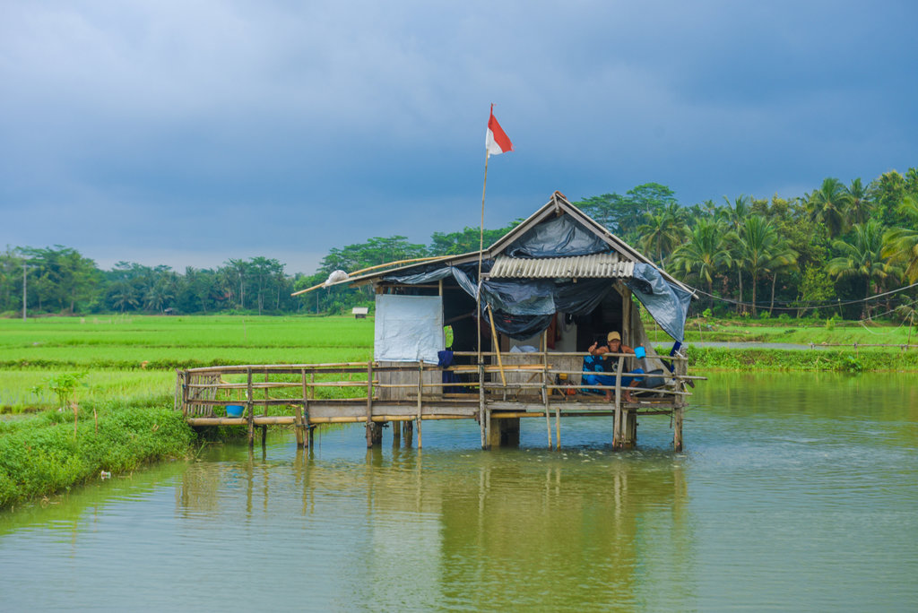 Lokasi budidaya nila mitra eFishery di Cikalong, Tasikmalaya, Jawa Barat.. tirto.id/Eggi Hadian lipsus eFishery