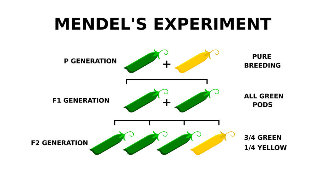 Ilustrasi percobaan Mendel. FOTO/iStockphoto Ilustrasi Percobaan Mendel