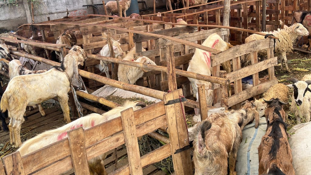 Berapa Harga Sapi dan Kambing Kurban 2026 di Jatim?