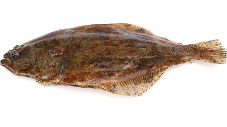 Ikan sebelah atau flatfish. FOTO/iStockphoto Ikan sebelah atau flatfish