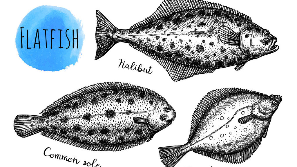 Ikan sebelah atau flatfish. FOTO/iStockphoto Ikan sebelah atau flatfish